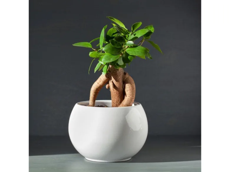 Ficus bonsai in white pot