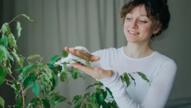 Žena péče o fikus benjamina v interiéru