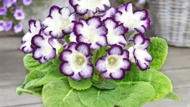 Kvetoucí sonata Gloxinia s fialovými a bílými květy v hrnci