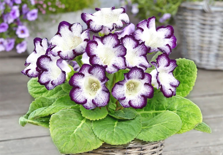 Kvetoucí sonata Gloxinia s fialovými a bílými květy v hrnci