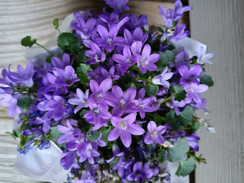 Fialové květy trvalky Campanula v kytici na dřevěném pozadí.