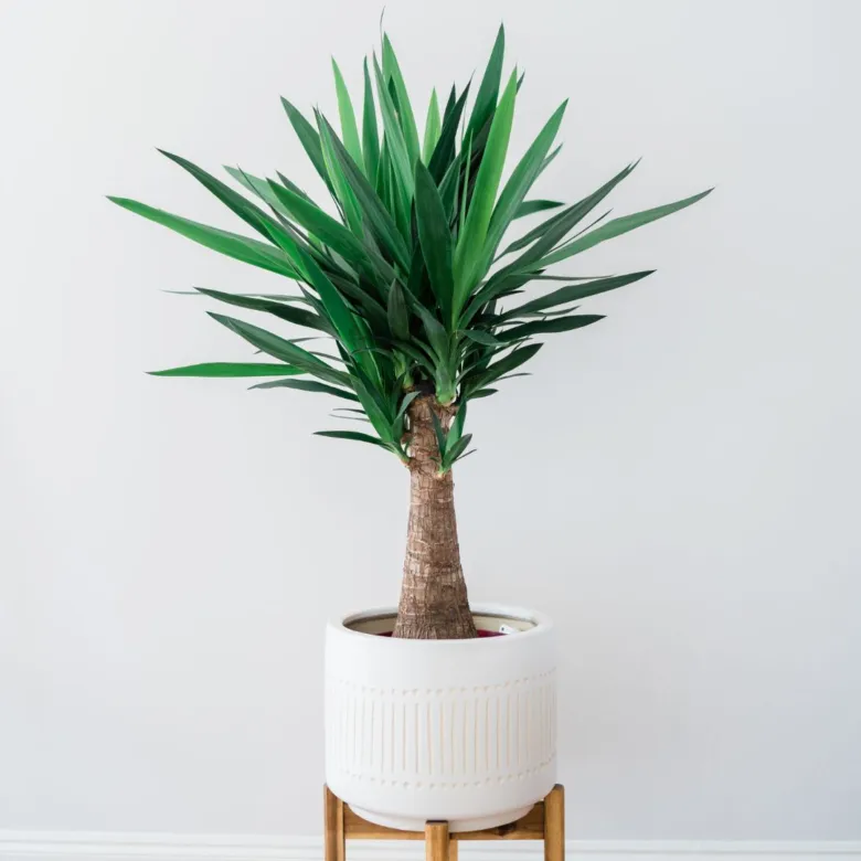 Yucca rostlina v bílé květináči na dřevěném stojanu.