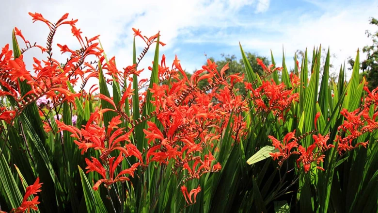 Jasné oranžové květy crocosmie rostou na slunci v zahradním poli.