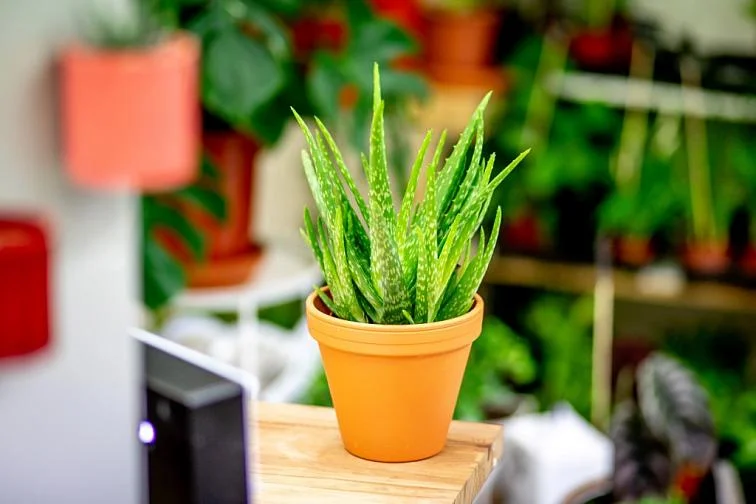 Zdravá rostlina aloe v oranžovém květináči na dřevěné ploše.