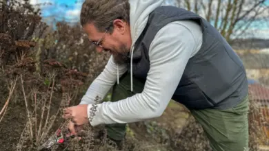 Muž seřezává odkvetlou rostlinu zahradními nůžkami.