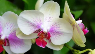 Bílé fialové květy orchidejí v zeleném prostředí