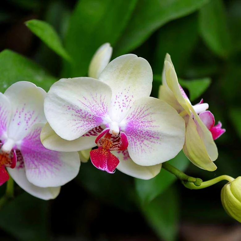 Bílé fialové květy orchidejí v zeleném prostředí