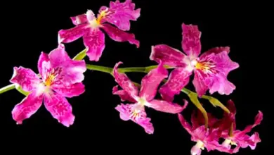 Různé růžové květy orchidejí na zeleném stonku.