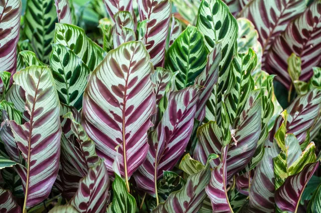 Zdravé listy calatheae s typickým pruhovaným vzorem.