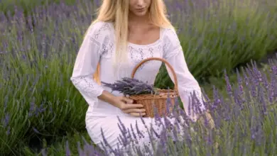 Žena drží košík s čerstvou levandulí uprostřed pole kvetoucí levandy.
