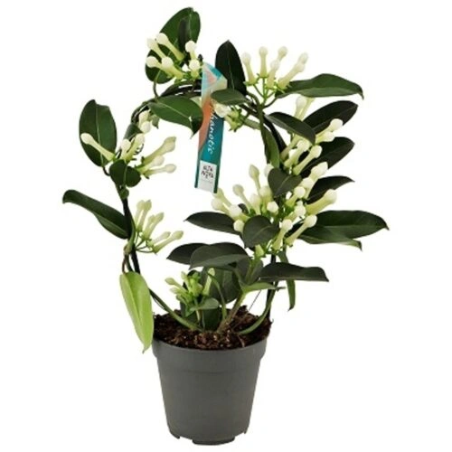 Kvetoucí stephanotis v květináči s tmavozelenými listy.