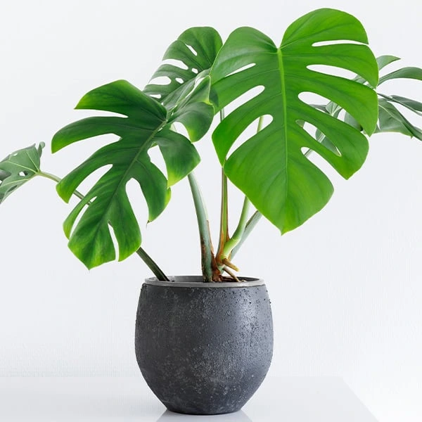 Zdravá monstera v tmavém květináči na bílém pozadí.