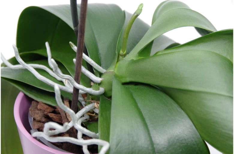 Bílé vzdušné kořeny orchideje mezi zelenými listy v květináči.