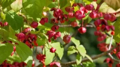 Červené plody japonského euonymusu mezi zelenými listy na větvi.