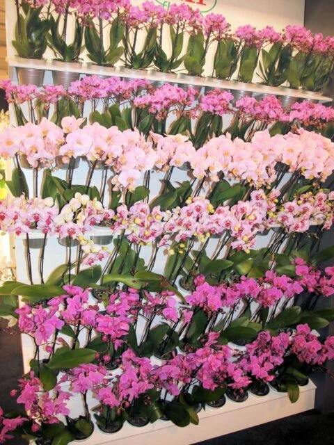 Různé druhy růžových mini orchidejí v květináčích na policech