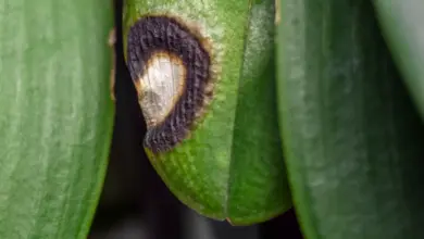 Zvětšený pohled na tmavé skvrny na listu orchideje.