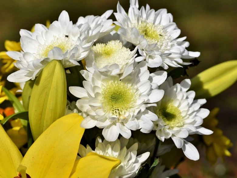 Bouquet bílých žlutých květin pro článek o péči