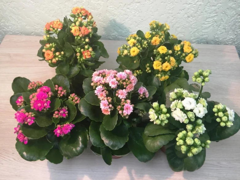 Kalanchoe s květy v různých barvách na dřevěné ploše.