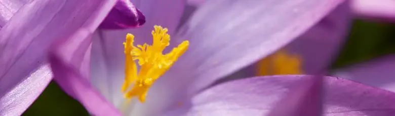Fialový krokus s žlutými tyčinkami v detailu