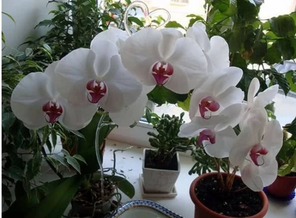 Bílé orchideje s růžovými středky kvetou na parapetu mezi zelením.
