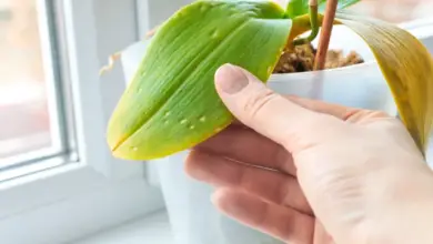 Damaged orchid leaf