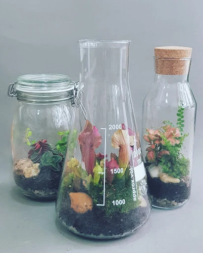Tři skleněné nádobky s rostlinami pro florária.