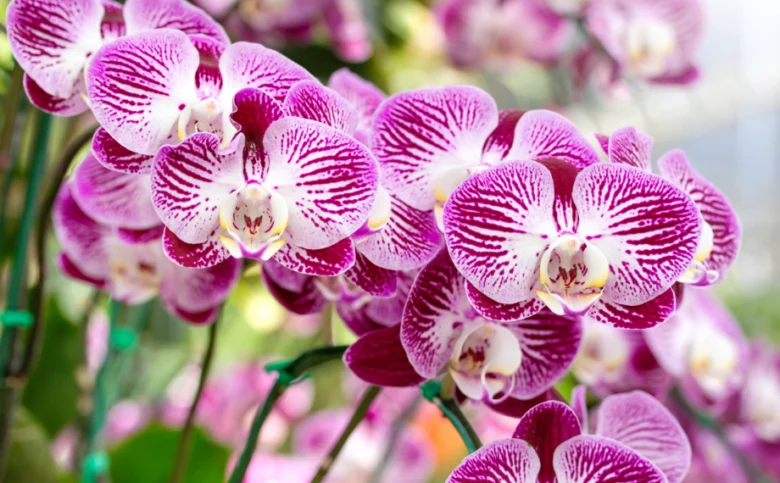 Rozkvetlé fialové orchideje phalaenopsis s bílými pruhy na květech.
