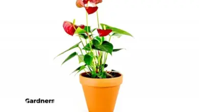 Zdravý pěstovaný Anthurium v hrnci bez hnědých skvrn na listech.
