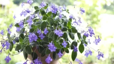 Kvetoucí streptokarpus v hrnci s fialovými květy.