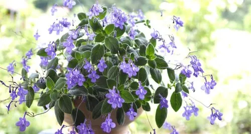 Kvetoucí streptokarpus v hrnci s fialovými květy.