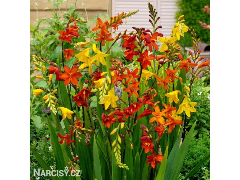 Květy crocosmie v zahradě na otevřeném poli