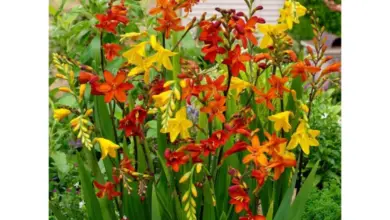Květy crocosmie v oranžové a žluté barvě na zahradě.