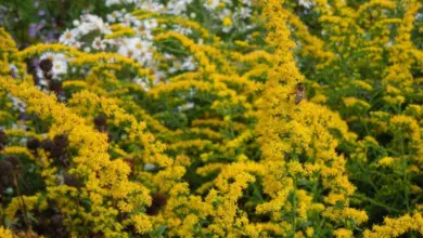 Žluté květy Solidago v plném rozkvětu na pozadí zelených listů.