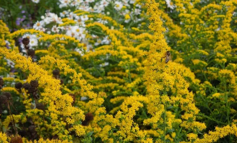 Žluté květy Solidago v plném rozkvětu na pozadí zelených listů.