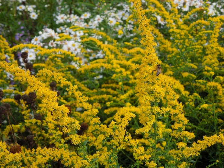 Žluté květy Solidago v plném rozkvětu na pozadí zelených listů.