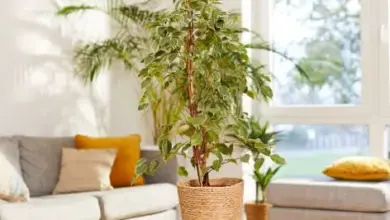 Ficus benjamina rostlina v interiéru vedle gauče.