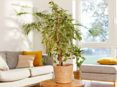 Ficus benjamina rostlina v interiéru vedle gauče.