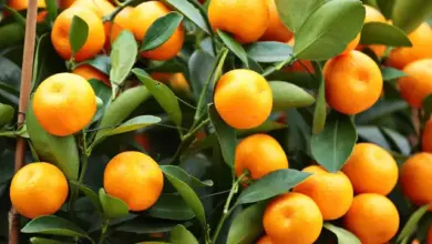 Mandarinky rostoucí na stromě s listy