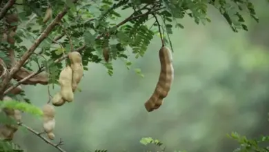 Zralé plody tamarindu visící na větvi stromu.