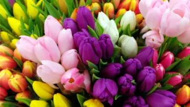 Barevné tulipány v květu – ideální pro článek o hnojení.