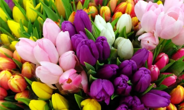 Barevné tulipány v květu – ideální pro článek o hnojení.