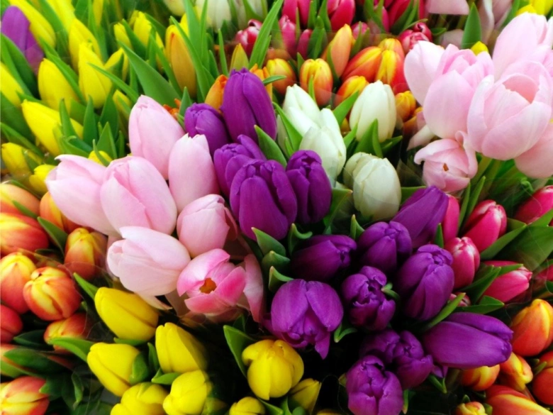Barevné tulipány v květu - ideální pro článek o hnojení.