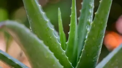 Blízky záběr na listy rostliny aloe vera s kapkami vody.