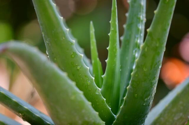 Blízky záběr na listy rostliny aloe vera s kapkami vody.