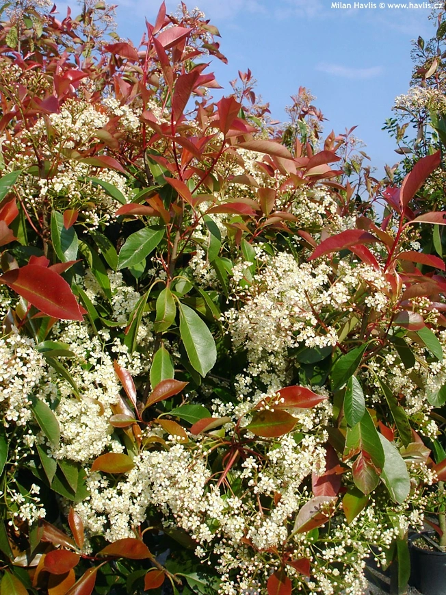 Květený keř Photinia s červenými listy na modré obloze.
