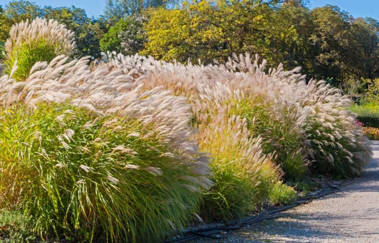 Skupina kvetoucího pampového trávu Cortaderia selloana na slunci.