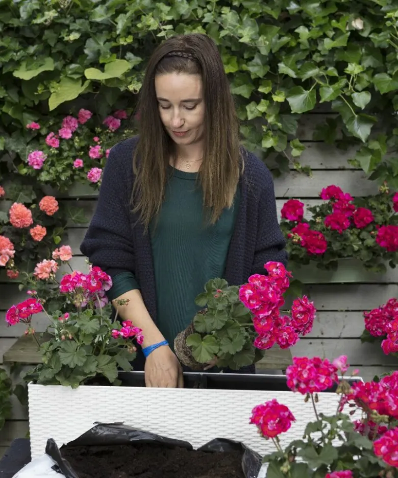 Žena sází muškáty do bílého květináče v zahradě.