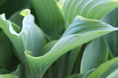 Zelené listy rostliny Hosta v detailu s viditelnými žilkami.