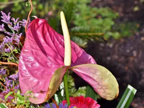 Růžový květ anthurium v zahradě s zelenými listy.