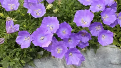 Fialové květiny ve tvaru zvonků rostoucí v zahradní záhon.